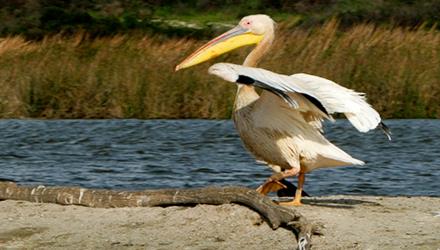 City invests in bettering the health of Milnerton Lagoon through short-term interventions and upgrade of  Potsdam WWTW